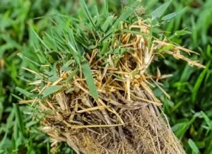 چمن زویسیا گراس