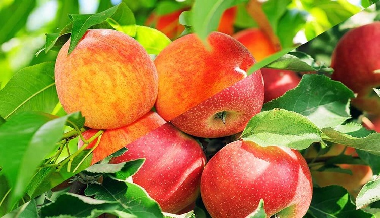 مراحل رشد میوه‌ها از زمان تشکیل تا رسیدن کامل