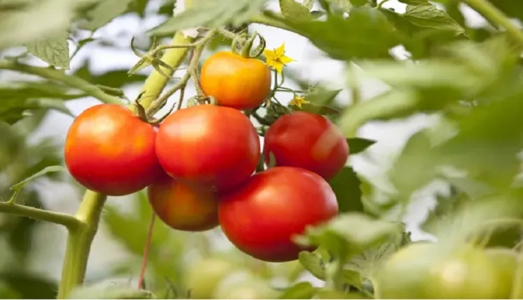 نقش کود روبوستوس در پرورش گوجه فرنگی
