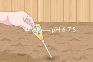 اهمیت تنظیم اسیدیته (PH) خاک بستر کشت چمن