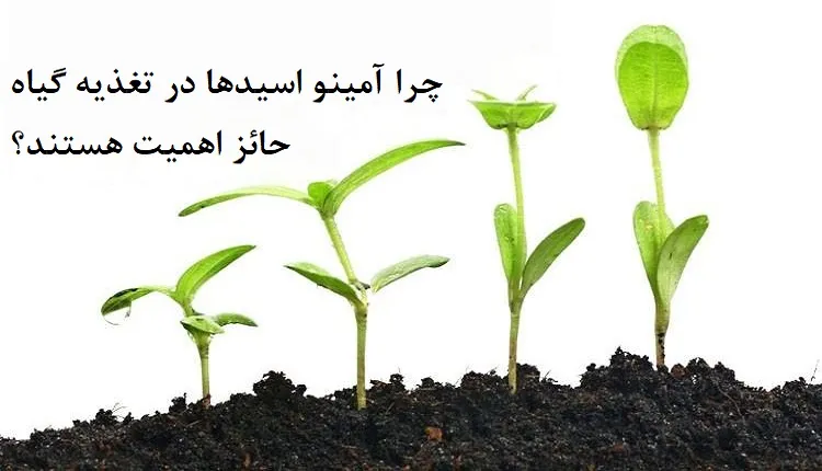 چرا آمینو اسیدها در تغذیه گیاه حائز اهمیت هستند؟