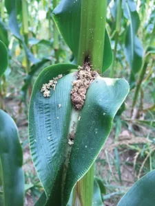 علائم و خسارات کرم ساقه خوار ذرت 