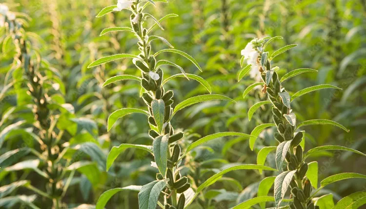 تاثیر فسفر مایع معجزه گر در کشت کنجد