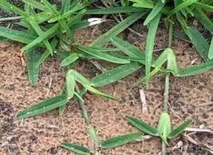 چمن سنت اگوستین 