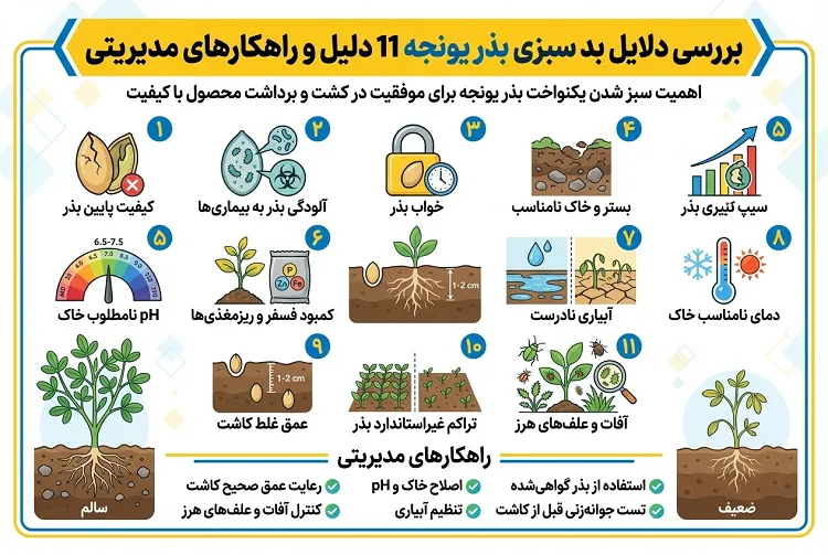 دلایل بد سبزی بذر یونجه