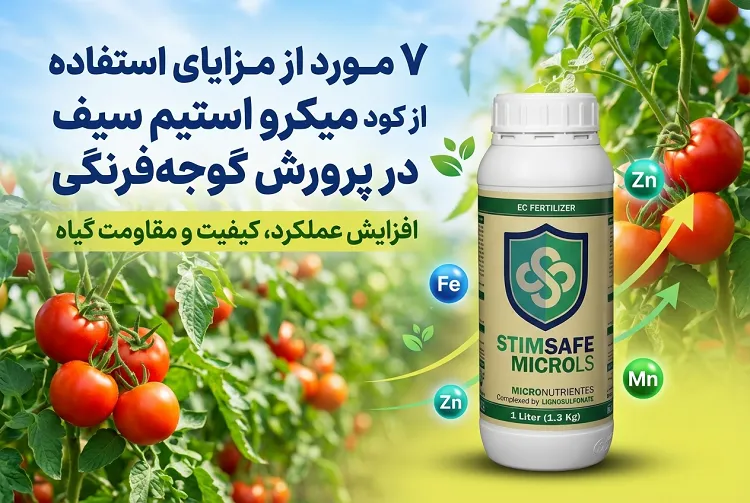 7 مورد از مزایای استفاده از کود میکرو استیم سیف در پرورش گوجه فرنگی