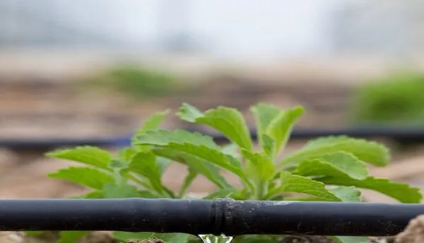 آشنایی با 9 عامل مؤثر در تشخیص میزان نیاز آبی گیاهان