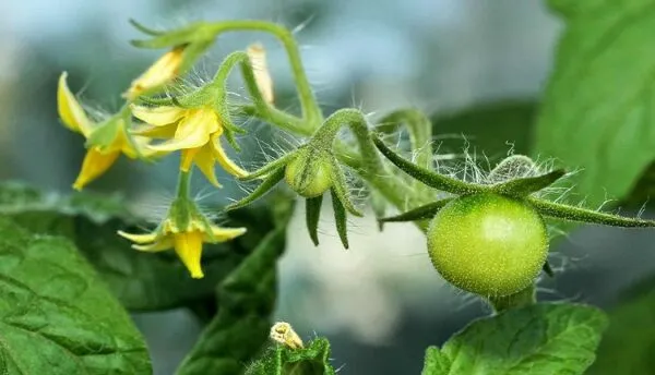 تاثیر کربوهیدرات‌ها و ازت بر گلدهی گیاهان