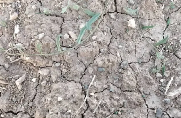 دلایل بد سبزی بذر یونجه