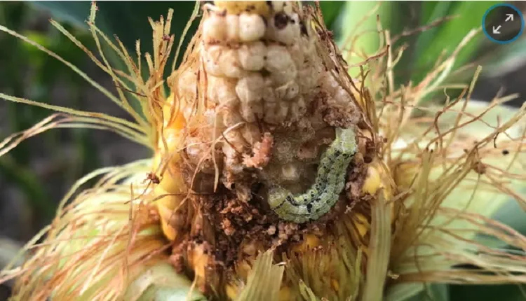 مهم ترین آفات رایج مزارع در فصول گرم سال