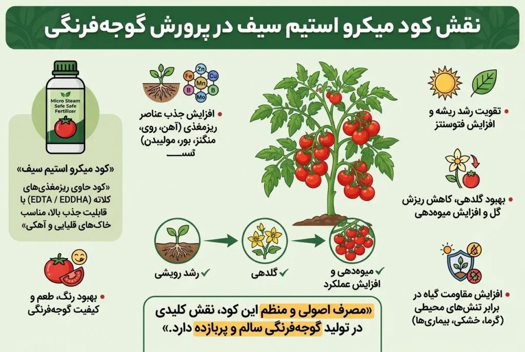 بررسی نقش میکرو استیم سیف در پرورش گوجه فرنگی