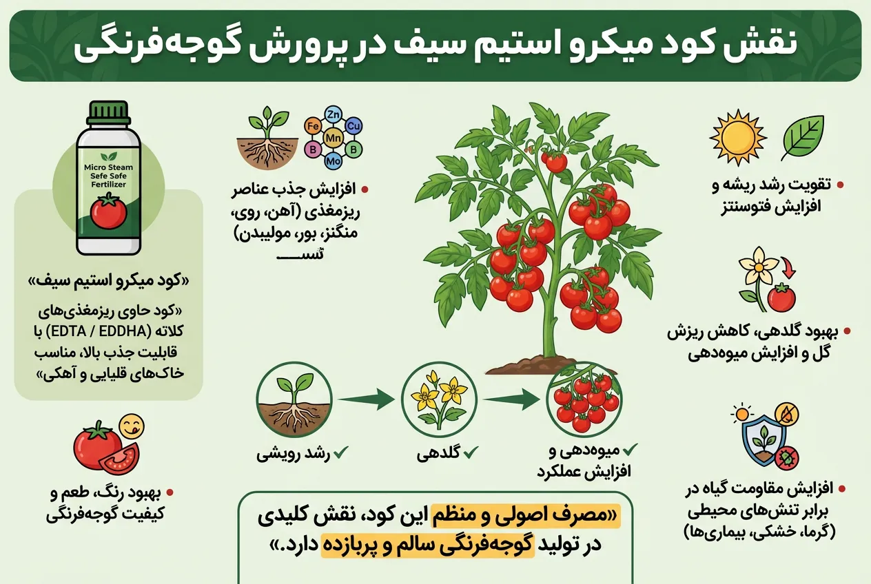 بررسی نقش میکرو استیم سیف در پرورش گوجه فرنگی