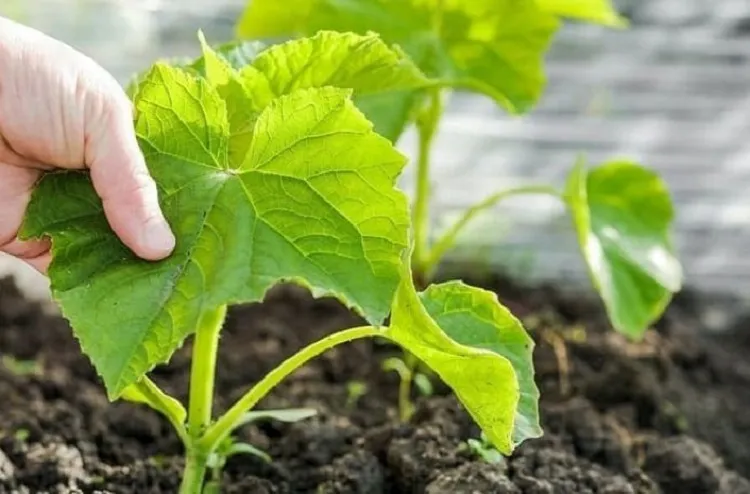 نقش اسید آمینه استیم سیف در کشت خیار پاییزی