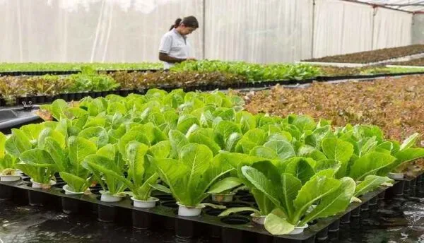 گیاهان مناسب برای سیستم هیدروپونیک