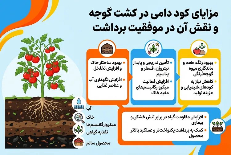 مزایای کود دامی در کشت گوجه و نقش آن در موفقیت برداشت