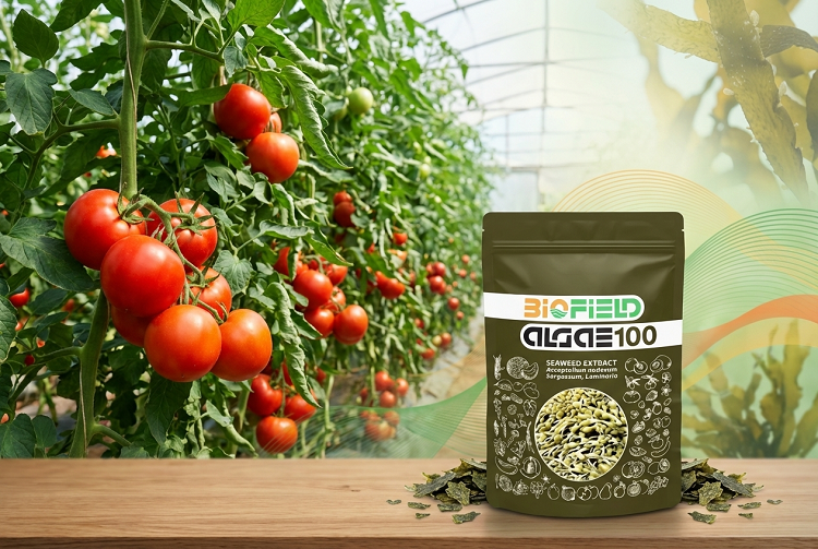 کود جلبک دریایی بیوفیلد آلگا در باردهی گوجه فرنگی