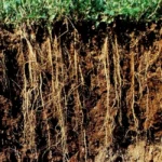 ریشه های تنومند و عمیق بذر یونجه ایتالیایی جیا