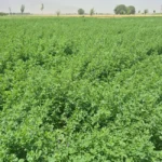 مزرعه بسیار با کیفیت بذر یونجه ایتالیایی جیا