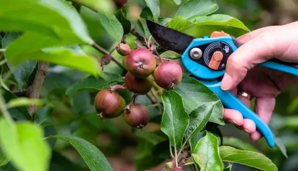 اهداف اصلی تنک کردن میوه