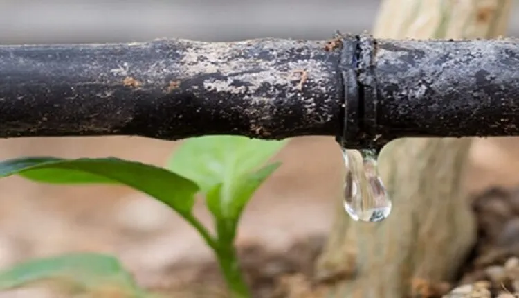 بالاترین راندمان در روش آبیاری قطره ای