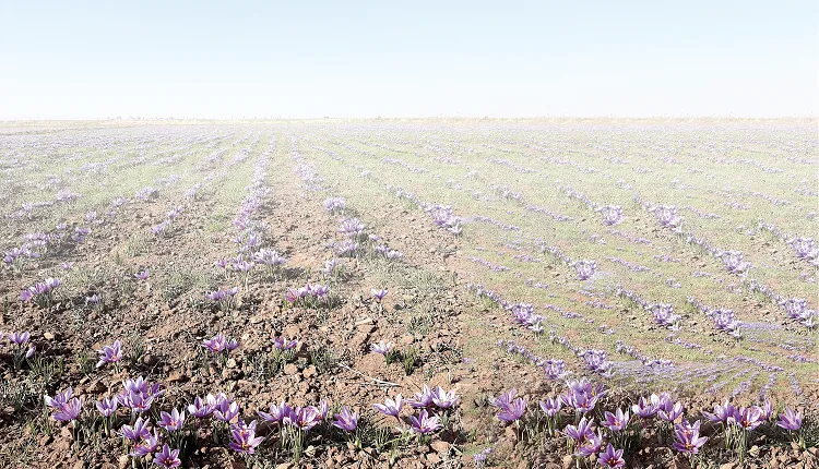 تاثیر مهم کود فسفر مایع معجزه‌گر در تقویت پیاز زعفران