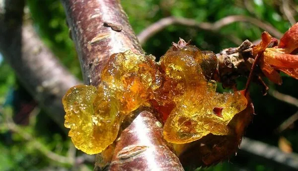 علت‌های رایج ترشح صمغ از درختان