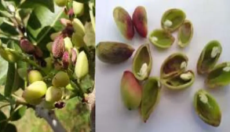 عوامل ایجاد کننده پوکی پسته