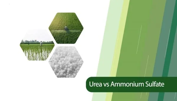 مقایسه بین کود اوره و سولفات آمونیوم