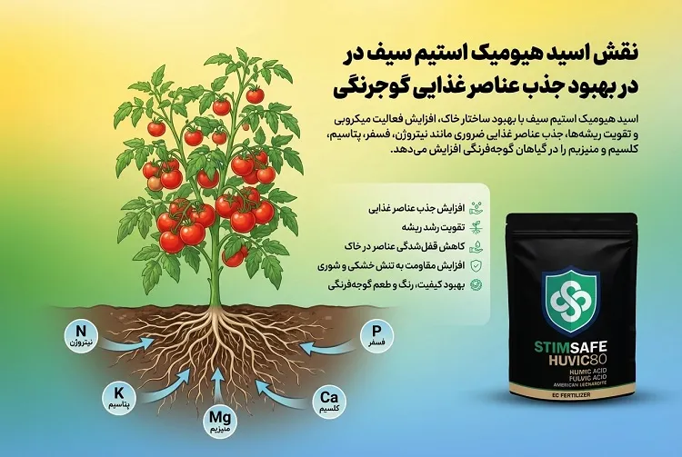 نقش اسید هیومیک استیم سیف در بهبود جذب عناصر غذایی گوجه فرنگی