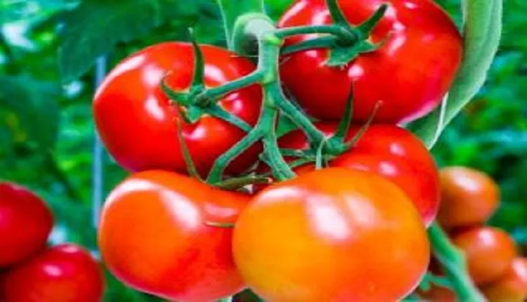 نقش اسید هیومیک استیم سیف در بهبود جذب عناصر غذایی گوجه فرنگی