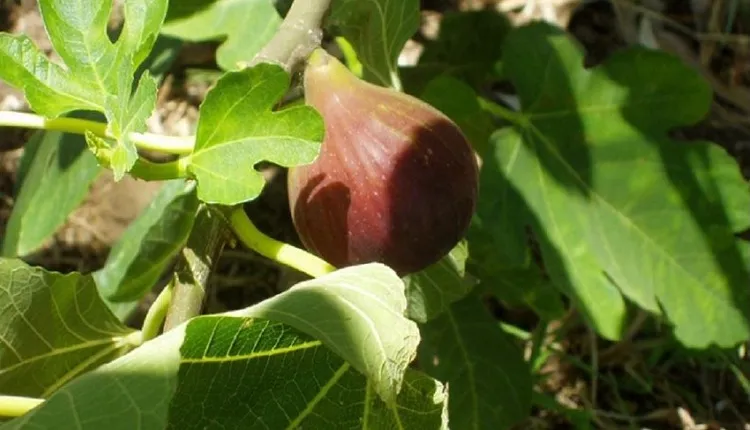 نقش کود فسفیت پتاسیم کومبیفوس در درشت شدن میوه انجیر