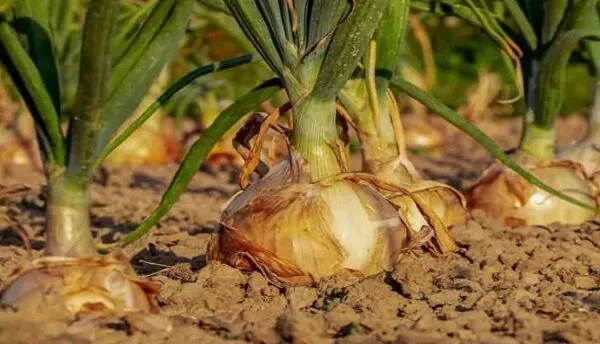 پر شدن غده پیاز