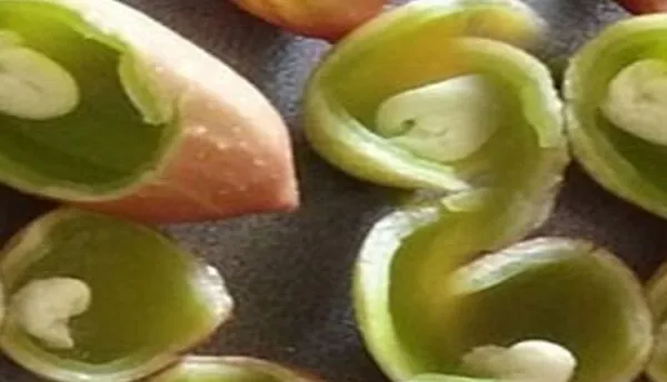 پیشگیری از پوکی مغز پسته