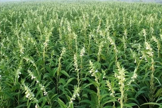 کود کلسیمی مینوکاب در افزایش عملکرد گیاه کنجد