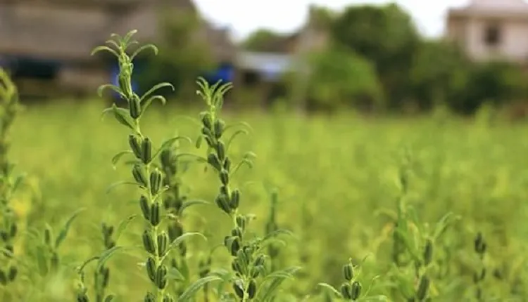 کود آلی بیوفیلد ارگان در پرورش کنجد