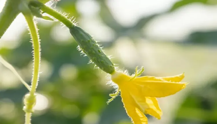 کوددهی خیار پاییزه