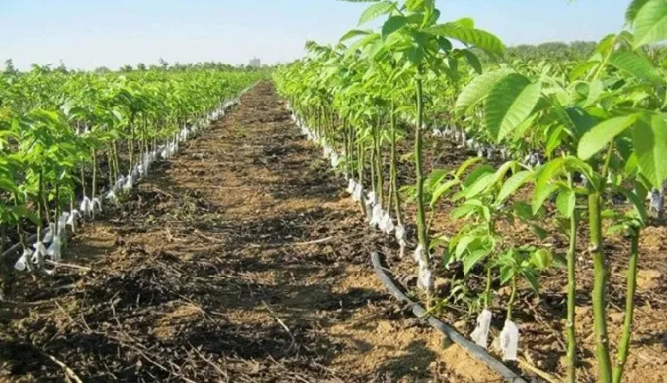 آبیاری باغات در اوج گرما