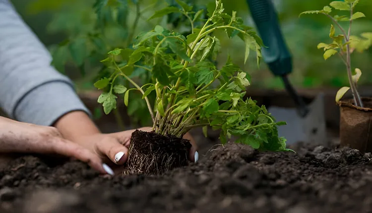 استفاده از کودهای آلی در کشاورزی پایدار