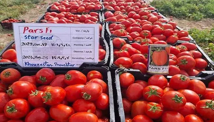 بهترین بذر گوجه فرنگی