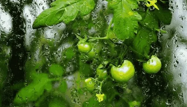 تأثیر رطوبت هوا در روش کوددهی