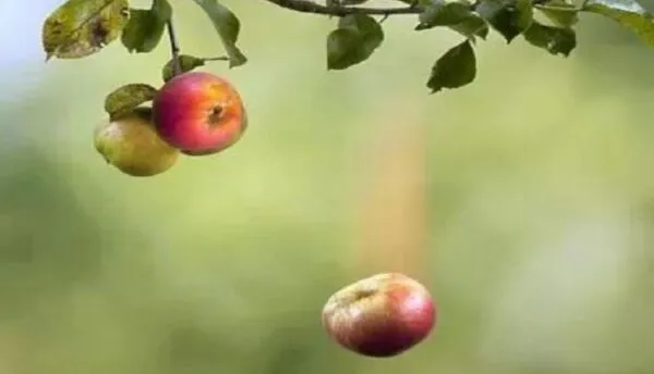 ریزش میوه‌ها قبل از رسیدن کامل