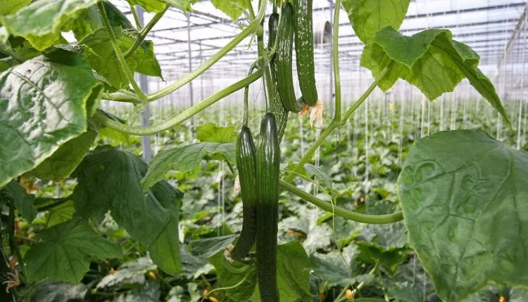 عارضه دو قلو شدن خیار