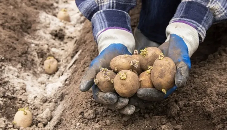عملیات زراعی قبل از کشت سیب زمینی