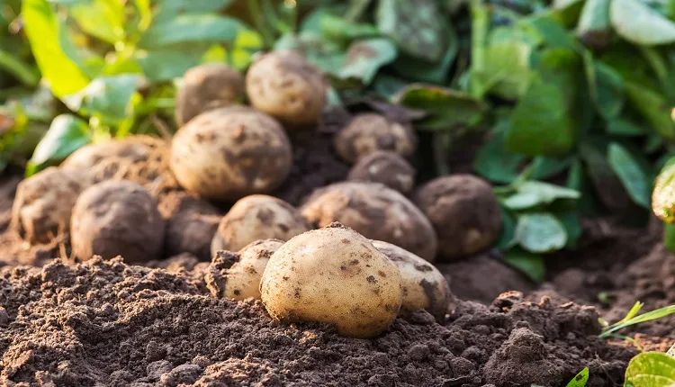 عوارض غیرزیستی سیب‌زمینی