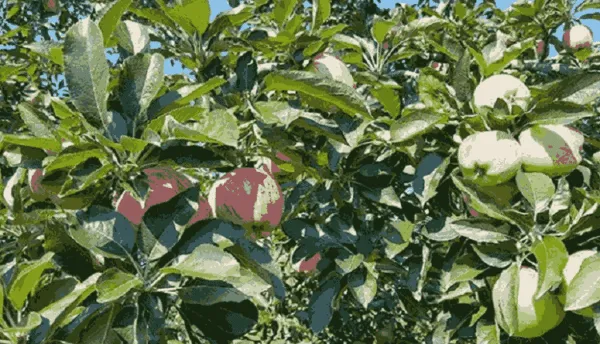 مزایای اقتصادی زودرسی محصولات باغی