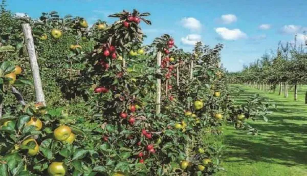 کاربرد افزایش عمر اقتصادی درختان