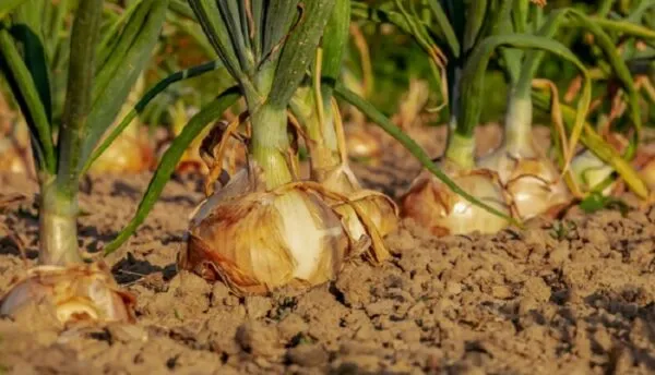 کاشت و تکثیر پیاز