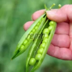 بذر نخود فرنگی اگلو