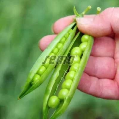 بذر نخود فرنگی اگلو