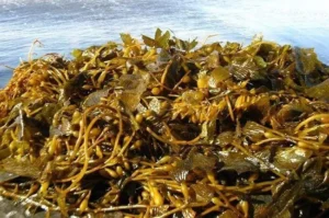 کودهای جلبک دریایی